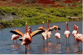 flamingos