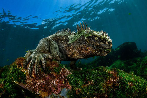 gps iguana nat