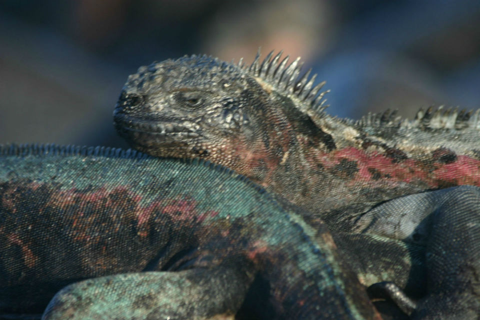 iguanas