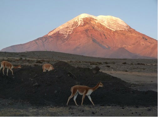 Vicuñas del Chimbo1