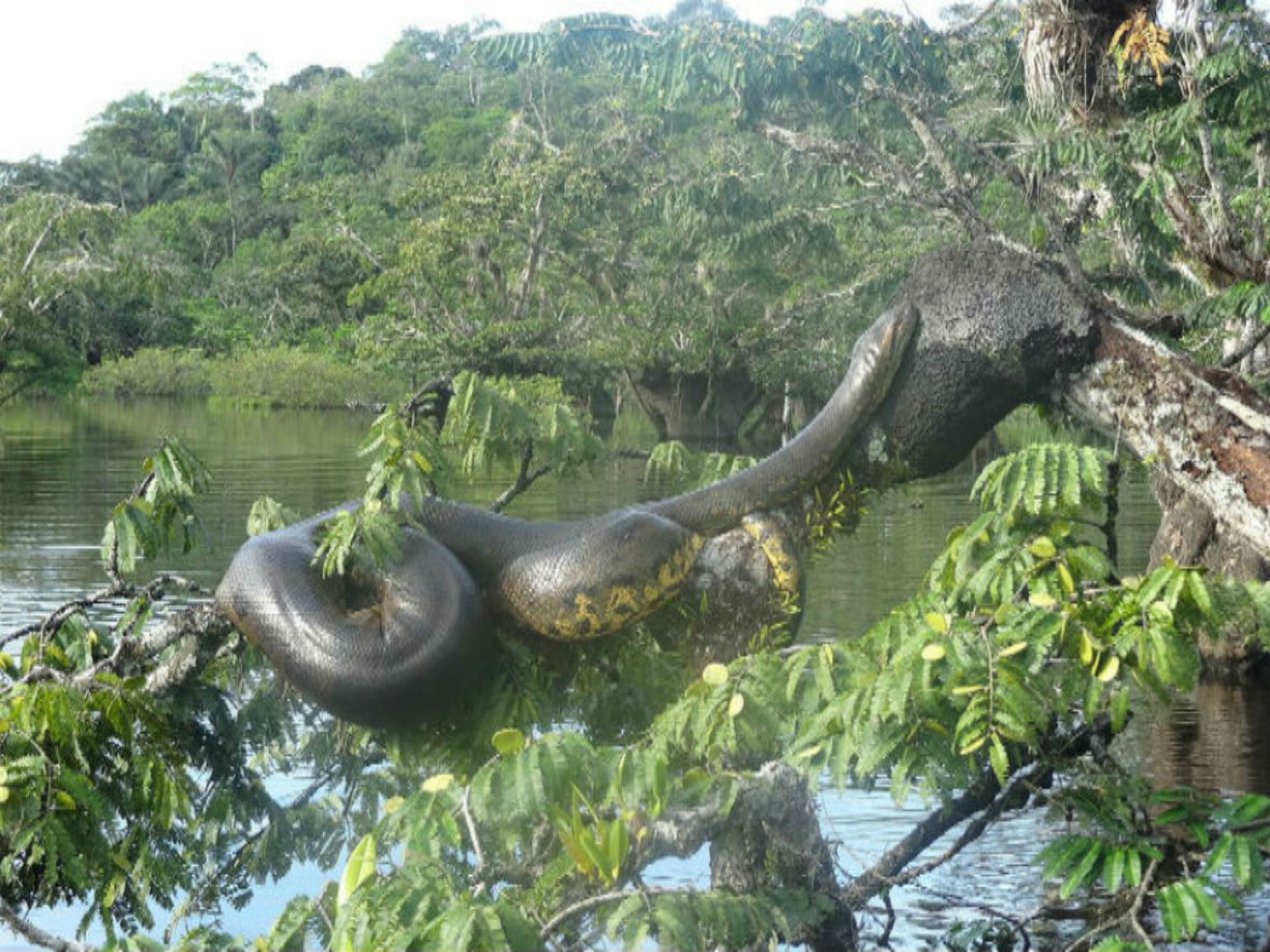 Anaconda