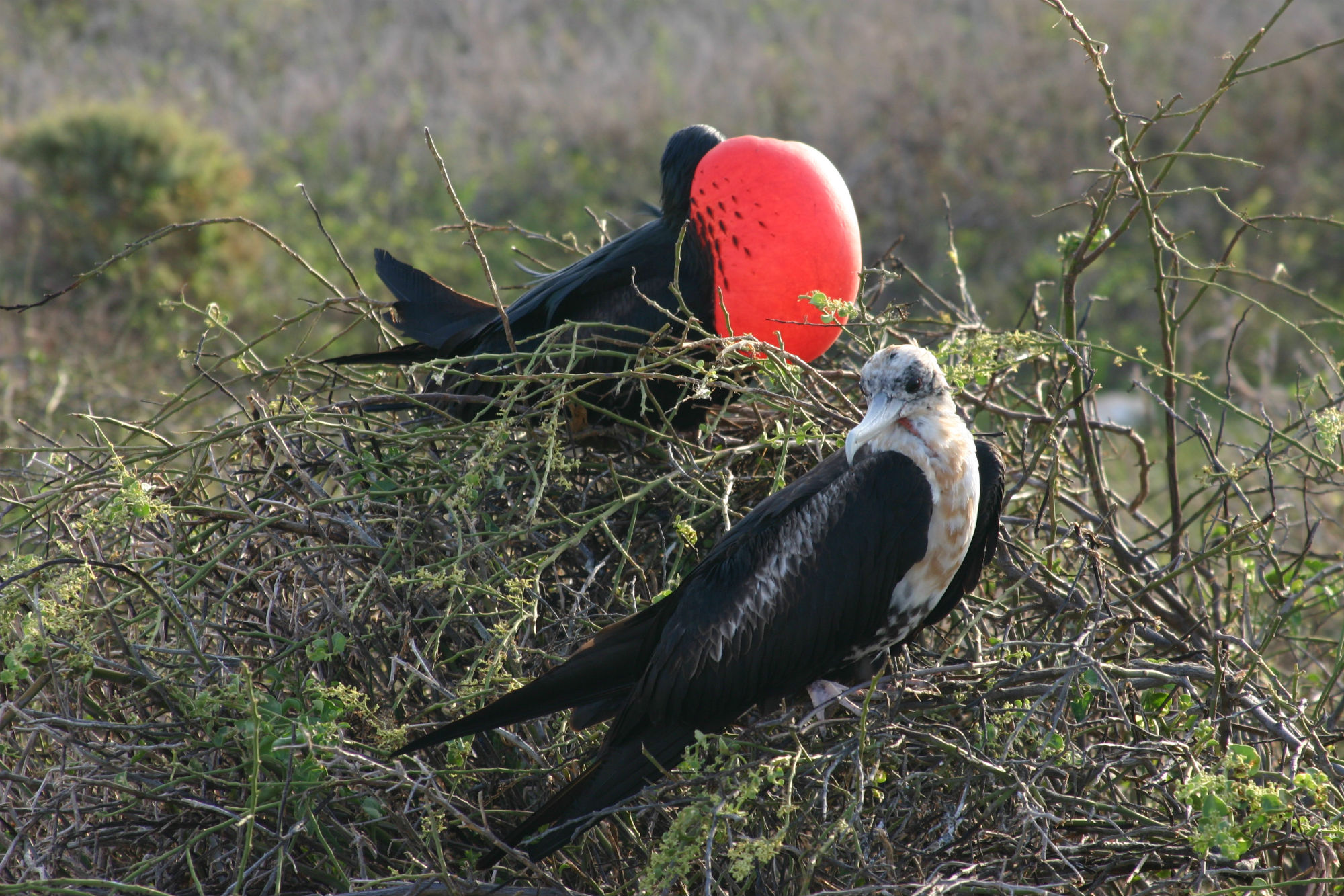 Fragatas Galapagos