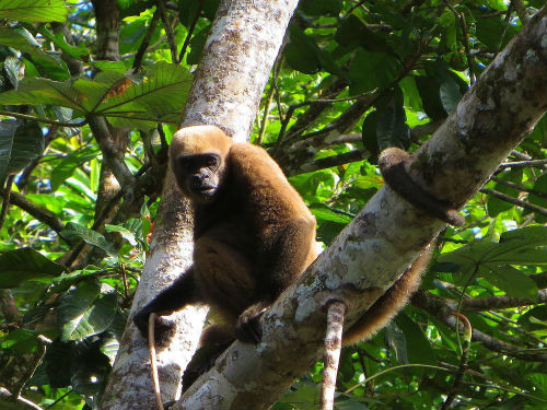 cuyabeno lodge brown woolly monkey